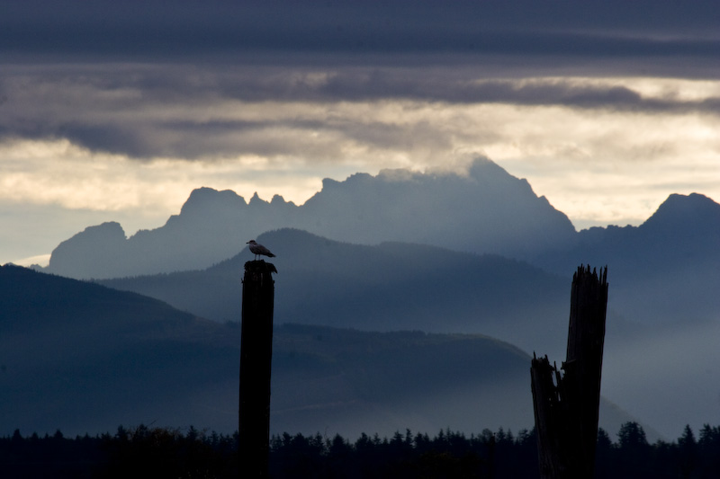 Gull On Piling With Cascades In The Distance